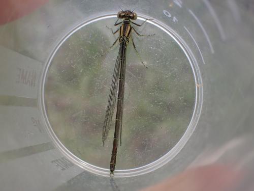 Erythromma lindenii