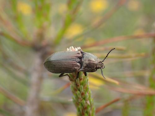 Réf. 282 724 : Selatosomus latus