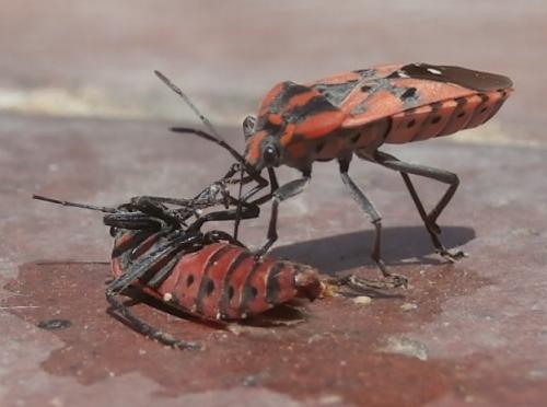 Réf. 282 940 : Spilostethus pandurus