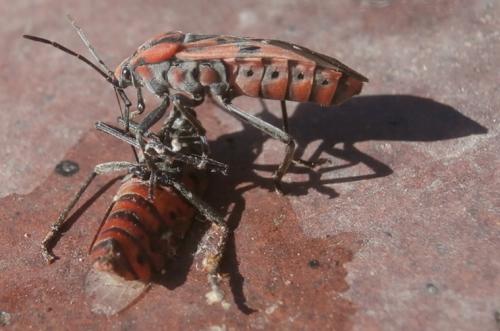 Réf. 282 942 : Spilostethus pandurus