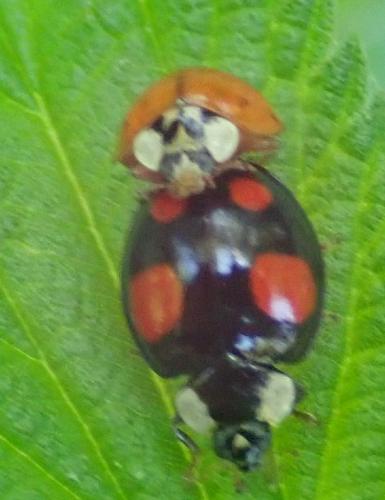 Réf. 282 930 : Harmonia axyridis