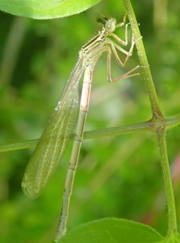 Réf. 282 929 : Platycnemis acutipennis
