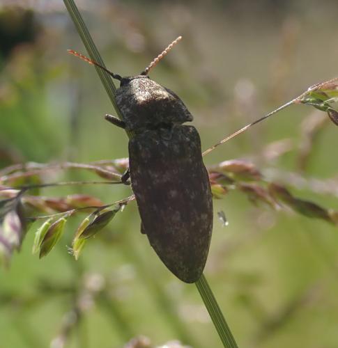 Réf. 282 931 : Agrypnus murinus