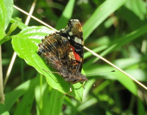 Réf. 282 794 : Vanessa atalanta