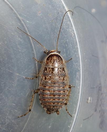 Réf. 282 224 : Phyllodromica subaptera