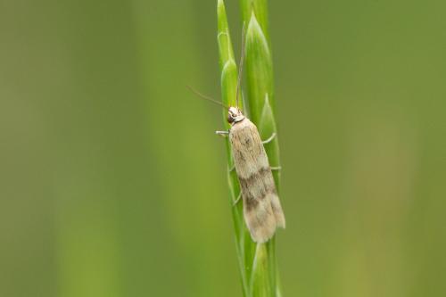 Homoeosoma sinuella