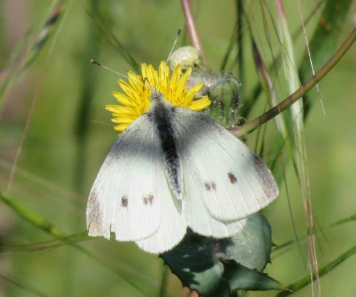 Pieris rapae