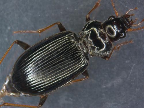 Réf. 282 915 : Nebria brevicollis