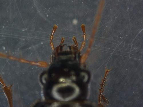 Réf. 282 916 : Nebria brevicollis