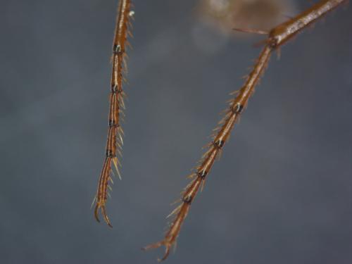 Nebria brevicollis