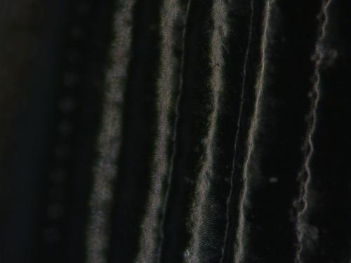 Nebria brevicollis