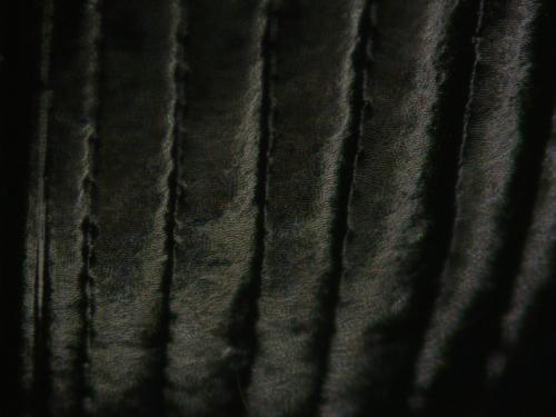 Nebria brevicollis