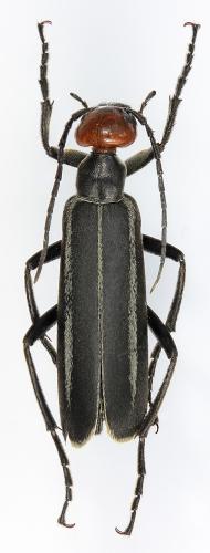 Epicauta waterhousei