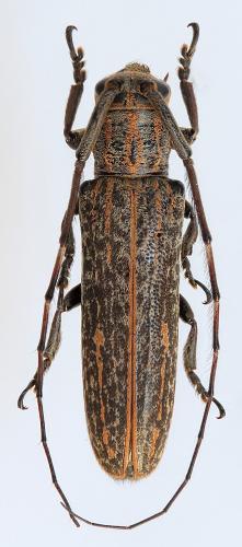 Réf. 282 863 : Pothyne variegata