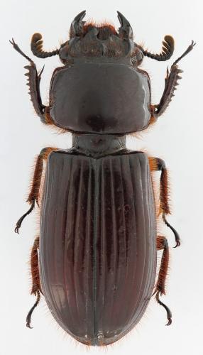 Aceraius helferi