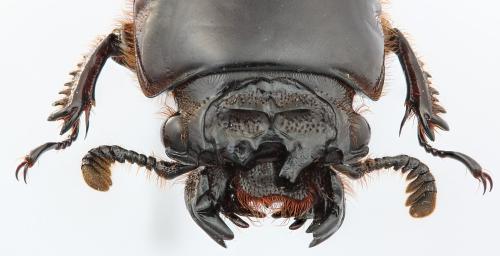 Aceraius helferi