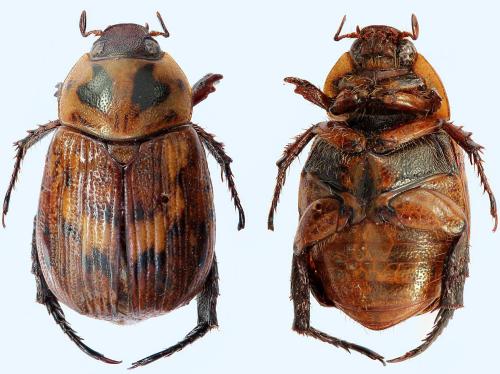 Anomala blaisei