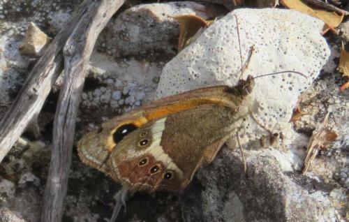 Réf. 282 611 : Pyronia bathseba