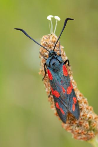 Réf. 282 639 : Zygaena filipendulae