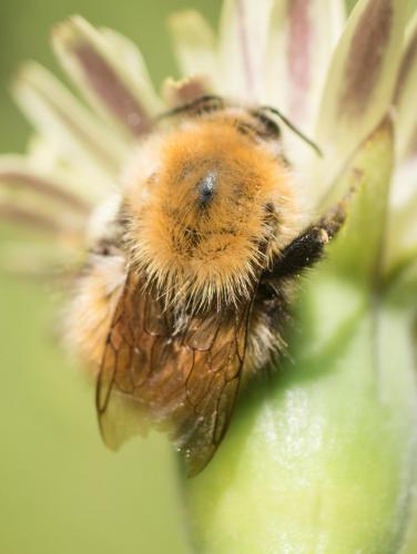 Bombus pascuorum