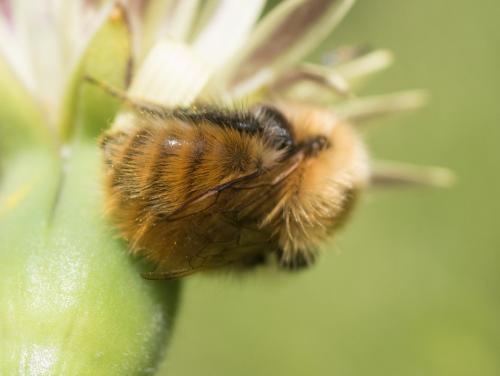 Bombus pascuorum