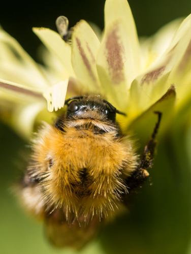 Bombus pascuorum