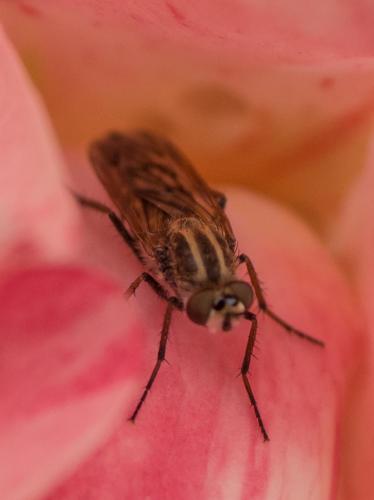 Thereva sp.