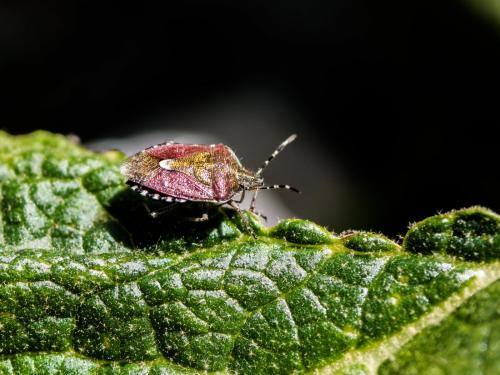 Réf. 282 922 : Dolycoris baccarum