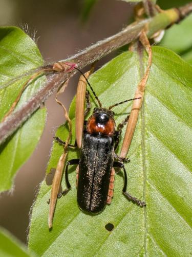 Cantharis fusca