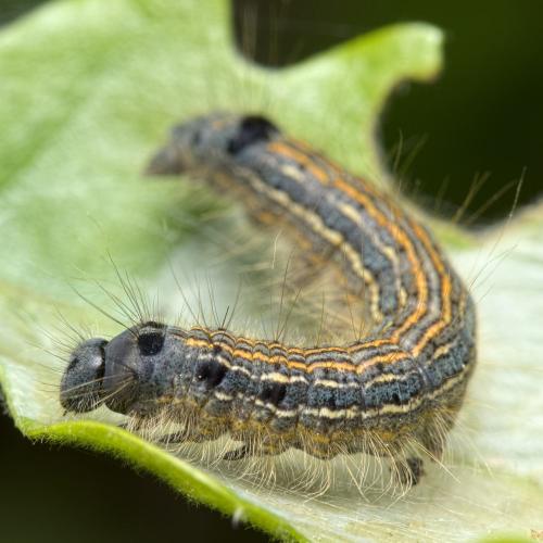 Réf. 282 396 : Malacosoma neustria