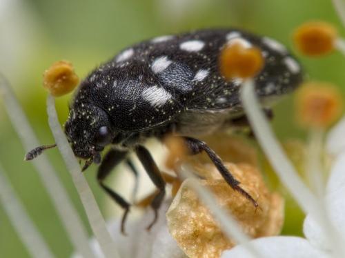 Attagenus punctatus