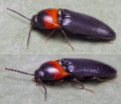 Ampedus sinuatus