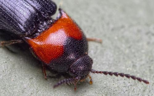 Ampedus sinuatus