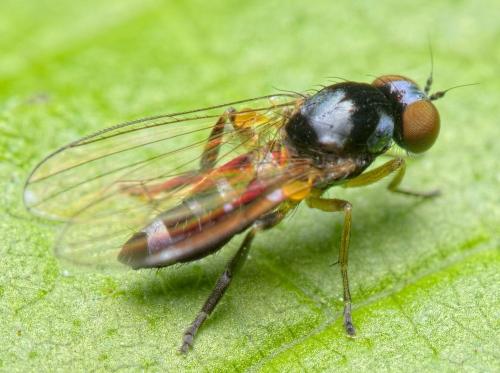 Callomyia speciosa