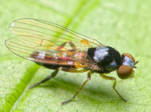Callomyia speciosa