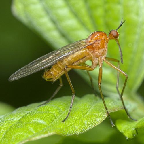 Réf. 282 443 : Empis stercorea