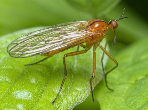 Réf. 282 444 : Empis stercorea