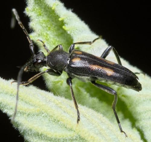 Réf. 282 491 : Anoplodera sexguttata