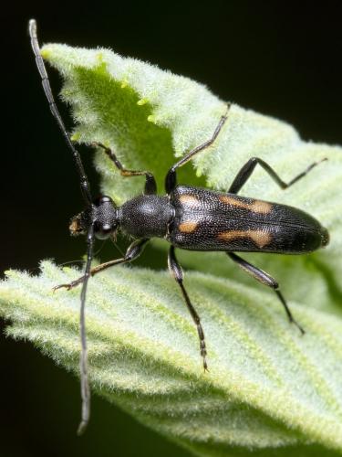 Réf. 282 492 : Anoplodera sexguttata