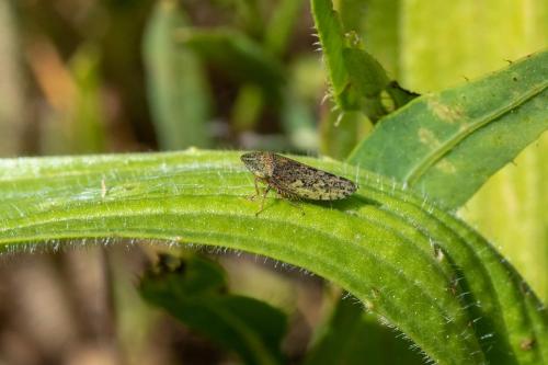 Aphrodes sp.