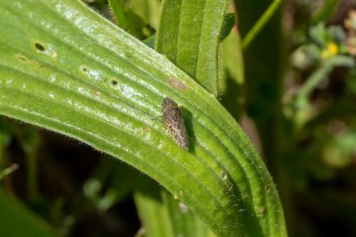 Aphrodes sp.