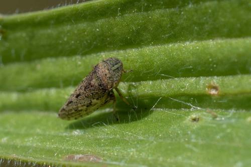 Aphrodes sp.