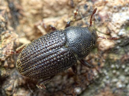 Réf. 282 989 : Hylesinus crenatus