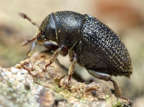 Réf. 282 988 : Hylesinus crenatus