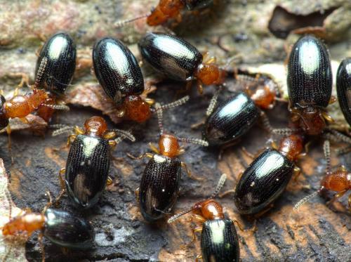Vincenzellus ruficollis
