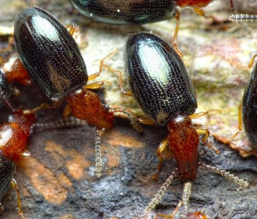 Vincenzellus ruficollis