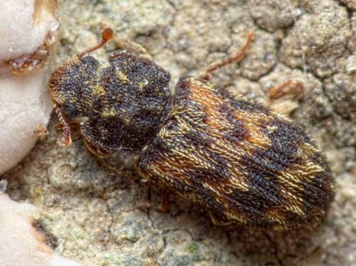 Réf. 282 814 : Synchita variegata