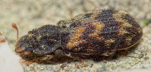 Synchita variegata