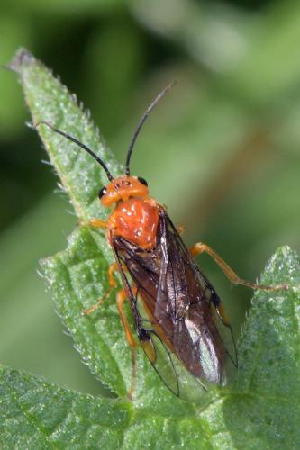Réf. 282 332 : Nematinus steini