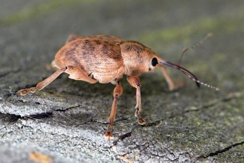 Réf. 282 467 : Curculio pellitus